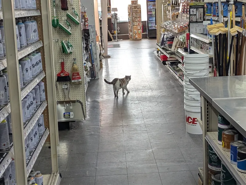Calico cat walking down a hardware store aisle between shelves of spray paint and stacked Ace buckets